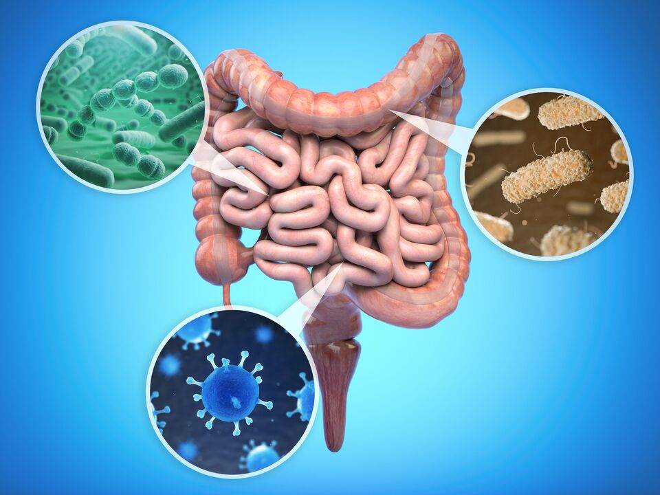 bactéries bénéfiques dans les intestins